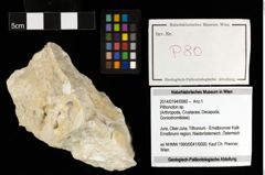 Foto (Objekt + Etiketten) von Pithonoton sp. 